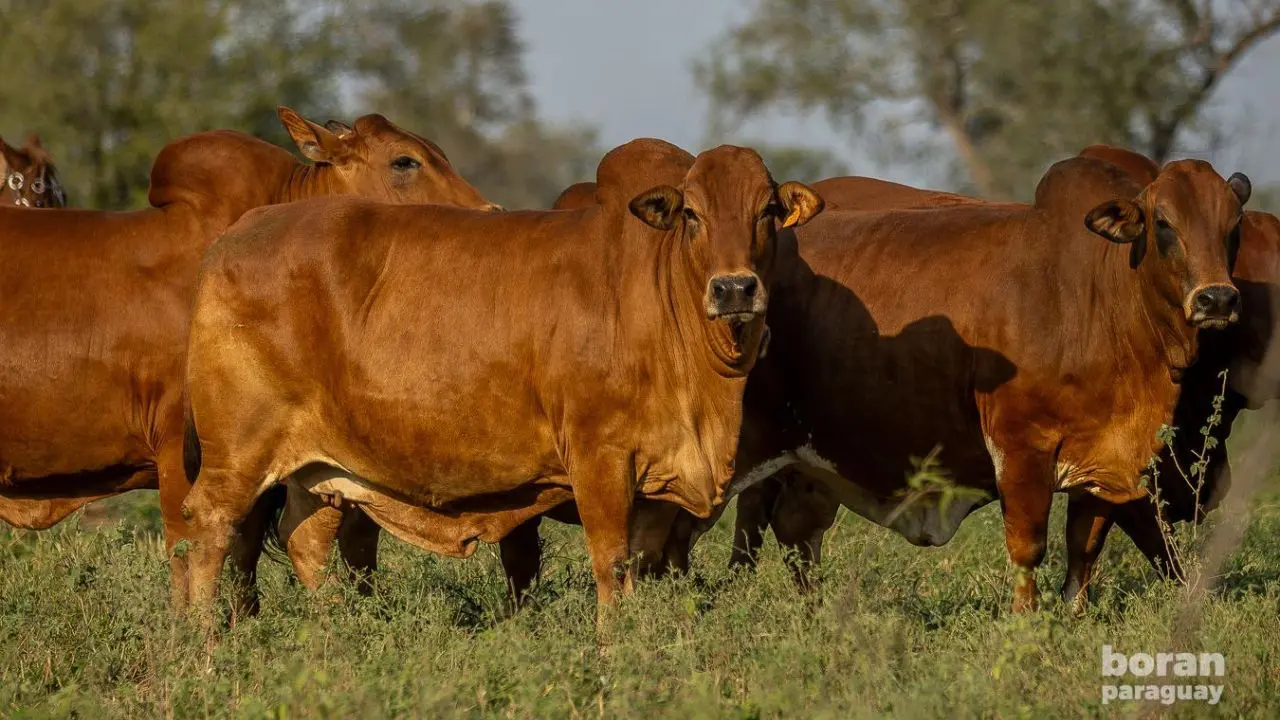 Raça Boran está prestes a chegar ao Brasil  